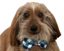 :chien_noeud_papillon: