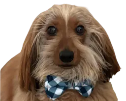 :chien_noeud_papillon: