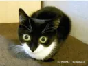 :catlsd: