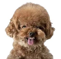 :doggo_vnr: