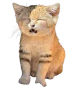 :Chat_desert_wtf: