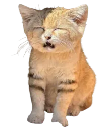 :Chat_desert_wtf: