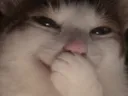 :Chat_moqueur: