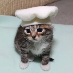 :Copain_chat_patissier_: