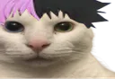 :cat_peep: