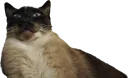:chat-septique: