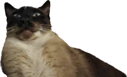 :chat-septique: