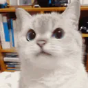 :Chat_non: