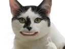 :Chatpouce: