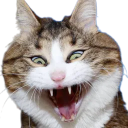 :Chat_effrayant_2: