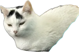 :Chat_brise_triste: