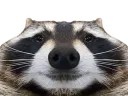 :raton: