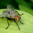mouche