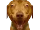 :Teddi-ULTRATARAX: