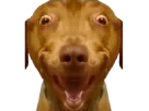 :Teddi-ULTRATARAX: