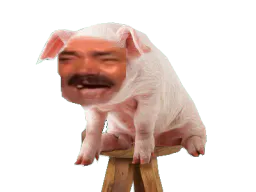 :Cochon_Risitas_: