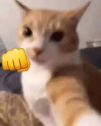 :chat_bagarre1: