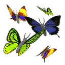 Identifiant