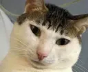 :chatTresMoche: