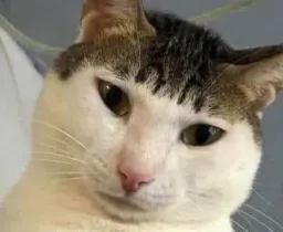 :chatTresMoche:
