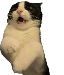 :chatanti: