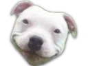 :pitbull_sourire: