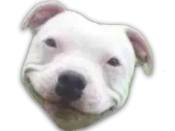 :pitbull_sourire: