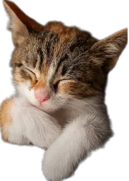 :Chat_dodo_: