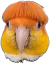 :Perrocoiffeur: