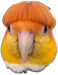 :Perrocoiffeur: