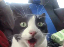 :Chat_ebahi: