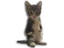:Cutycat: