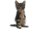 :Cutycat:
