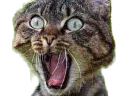 :Chat_effraye_:
