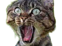 :Chat_effraye_: