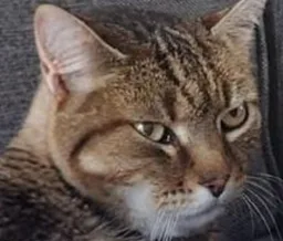 :chat_cobaye:
