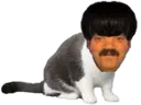 :risichat_bis: