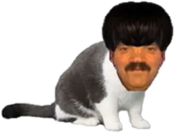 :risichat_bis: