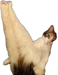 :Chat_montre_cul: