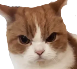 :chat_rageux2:
