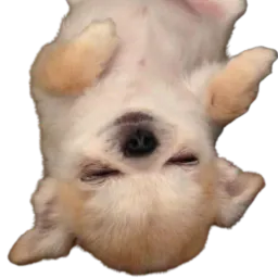 :doggo_dodo: