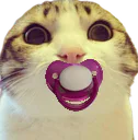 :chat_marrant_tetine: