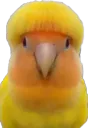 :Oiseau_cheveux_bol: