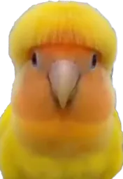 :Oiseau_cheveux_bol: