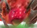 :Chauve_souris_2: