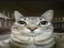 :chatserpent: