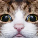 AWette