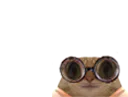 :chatlunettespetit: