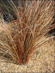 :herbe: