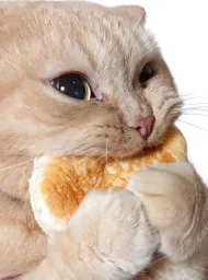 :Chatnom: